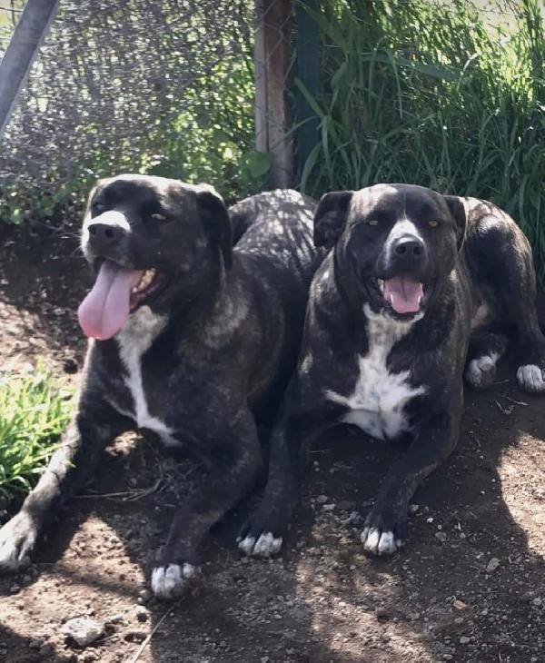 Gemma E Giada Sorelline Vivaci E Allegrotte